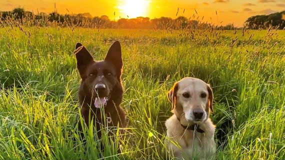 Browse our beautiful collection of Yorkshire holiday cottages